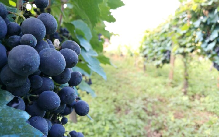 Vinařský výlet z Tbilisi do Kachetie: logistika krok za krokem