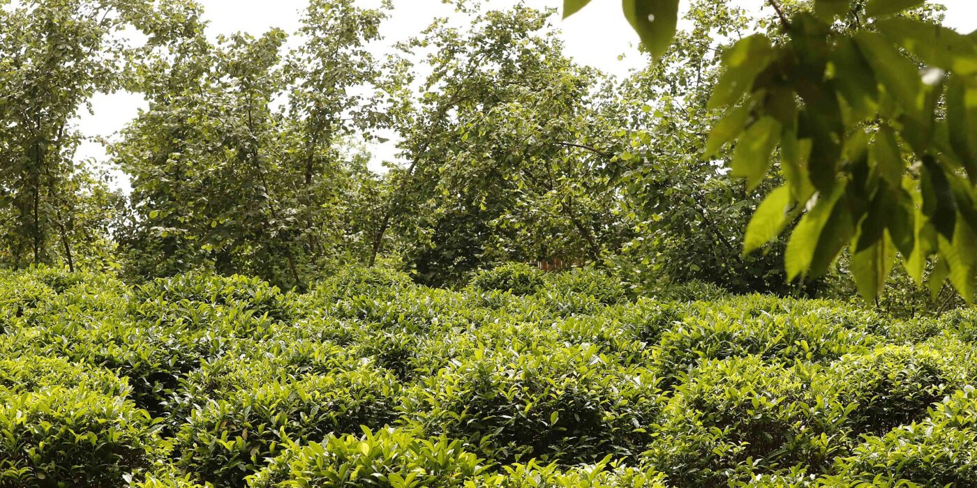 Čajové plantáže v západní Gruzii — vlhké subtropy u Černého moře čaji svědčí